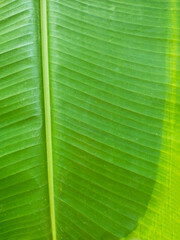 Close up banana leaf texture with beautiful pattern