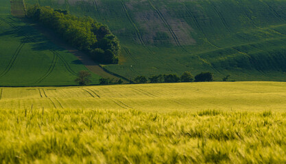 Morava, South Morava, Slovacko, fields, vinyeard