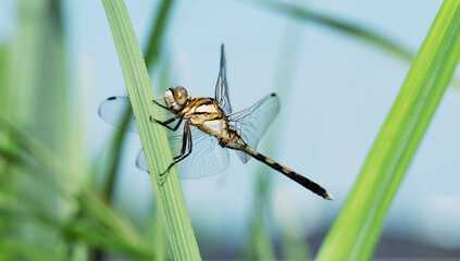 日向のススキにつかまって待ち伏せするシオカラトンボ1