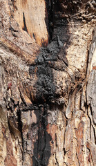 A Common tree disease known as Chaga is a fungus known to infect birch and other trees,the sterile conk is formed and has a form of burnt charcoal which oozes out of the trunk. - obrazy, fototapety, plakaty