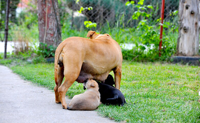 American staffordshire Dog feed her puppies
