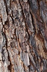 Bark of a tree with scales drying away due to the disease of Maple and is a responsible work of the environmental protection agency to nurture it.