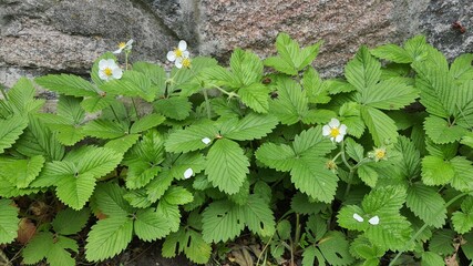 Young strawberries near a stone wall.