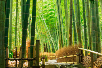 鎌倉　報国寺　竹の庭
