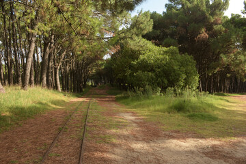 Train tracks inside the forest with two paths and green leafy bushes around