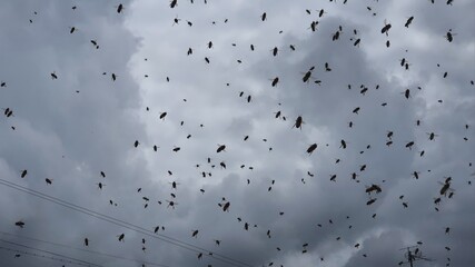 Bee swarm under the cloud landscape.