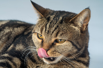 British Short hair cat with vibrant yellow eyes looks down licking with its tongue. Tabby color, cute pet at home. Copy space, blue background.
