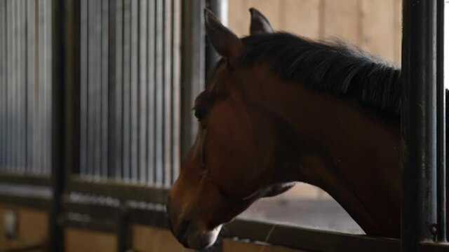 adult brown horse in stable, calm animal is resting horsebox, farm with horse riding services