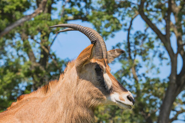 close up of a male impala antelope