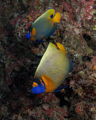 Blue-face Angelfish, pomacanthus xanthometopon, in Maldives