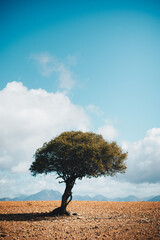 Karoo Tree