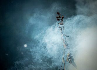A single dried up bramble with blackened flowers sticking up in a cloud of smoke. The background is...
