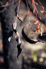 Burnt, scorched, blackened and twisted gum leaves in Sydney woodland following a bushfire in New South Wales, Australia