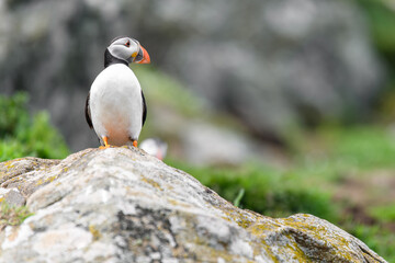 Wild Sea Birds Atlantic Puffins at the coast of Skomer Island, Pembrokeshire, Wales, UK