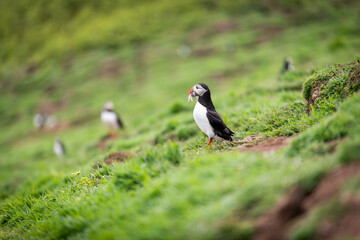 Wild Sea Birds Atlantic Puffins at the coast of Skomer Island, Pembrokeshire, Wales, UK