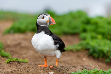 Wild Sea Birds Atlantic Puffins at the coast of Skomer Island, Pembrokeshire, Wales, UK