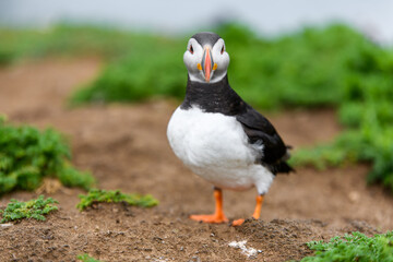 Wild Sea Birds Atlantic Puffins at the coast of Skomer Island, Pembrokeshire, Wales, UK