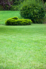 Lawn