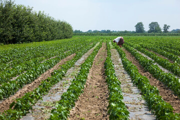 Fototapeta na wymiar Pepper crop