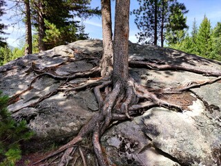 tree in the rock