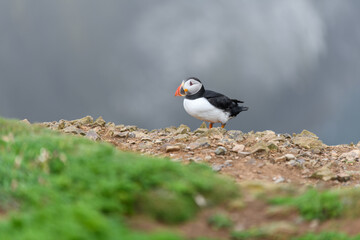 Wild Sea Birds Atlantic Puffins at the coast of Skomer Island, Pembrokeshire, Wales, UK