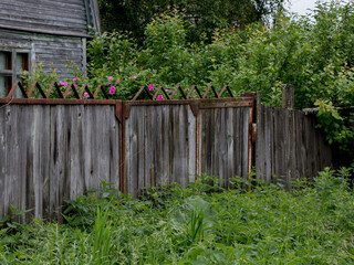 Old fence. Fence of an abandoned garden. Roses behind an old fence.