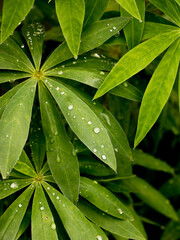 Obraz na płótnie Canvas Lupine leaves with dew drops. Dew on the leaves. Dew.