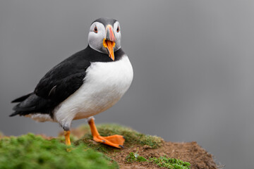 Wild Sea Birds Atlantic Puffins at the coast of Skomer Island, Pembrokeshire, Wales, UK