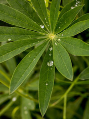 Lupine leaves with dew drops. Dew on the leaves. Dew.