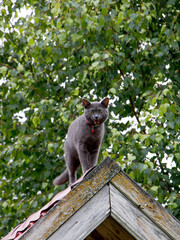 Domestic gray cat in a collar on the roof of the house. Walking a domestic cat.