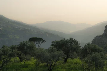 Fotobehang Green landscape of olive trees and cedars on the mountains of Mount Lebanon at sunset © Arthur