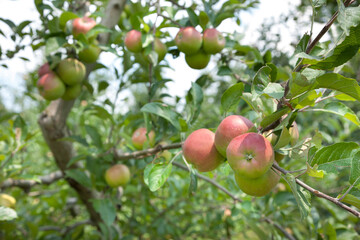 apple harvest