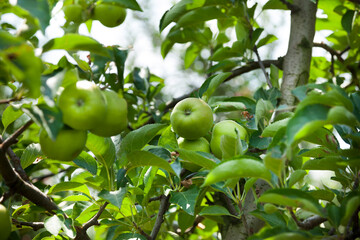 apple harvest