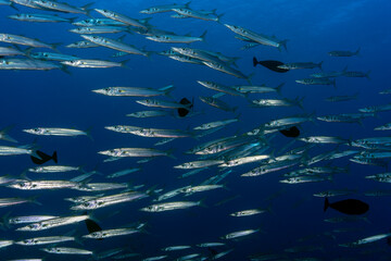 Bigeye Barracuda (Sphyraena forsteri) in Maldives