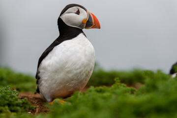Naklejka premium Wild Sea Birds Atlantic Puffins at the coast of Skomer Island, Pembrokeshire, Wales, UK