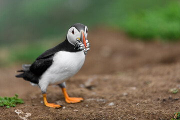 Wild Sea Birds Atlantic Puffins at the coast of Skomer Island, Pembrokeshire, Wales, UK