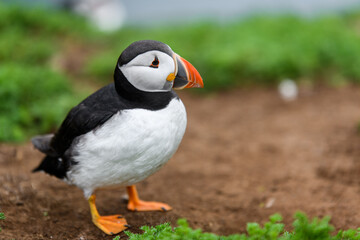 Wild Sea Birds Atlantic Puffins at the coast of Skomer Island, Pembrokeshire, Wales, UK