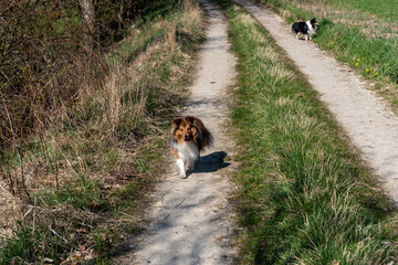 rusty sheltie running on a dirt road