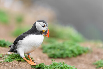 Wild Sea Birds Atlantic Puffins at the coast of Skomer Island, Pembrokeshire, Wales, UK