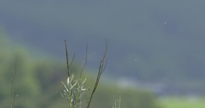 Sedge Warbler bird drops from reed grass summer seeds floating in the breeze slow motion