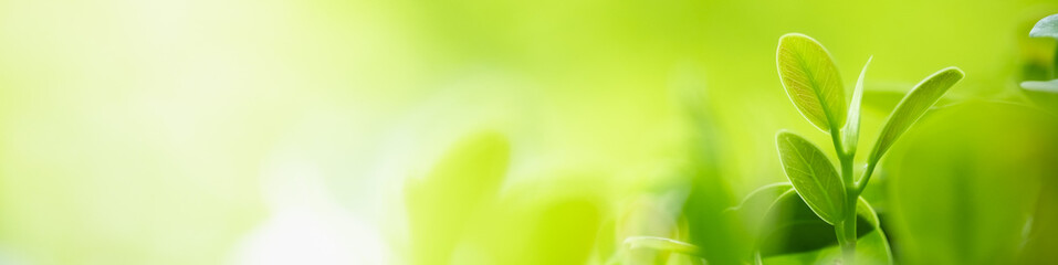 Beautiful nature view of green leaf on blurred greenery background in garden and sunlight with copy space using as background natural green plants landscape, ecology, fresh wallpaper concept.