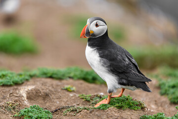 Wild Sea Birds Atlantic Puffins at the coast of Skomer Island, Pembrokeshire, Wales, UK