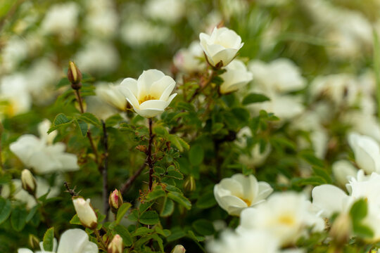 Strandblumen in Bl&uuml;te