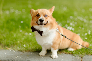 Small dog with a bow tie on the neck. Dog at the wedding 