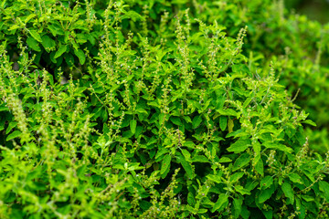 The basil tree brought small flowers.