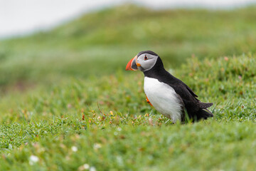 Wild Sea Birds Atlantic Puffins at the coast of Skomer Island, Pembrokeshire, Wales, UK
