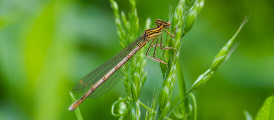 dragonfly on a green leaf in summer near the river
