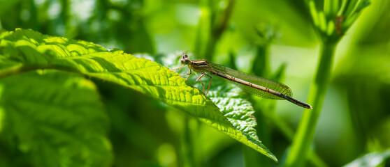 dragonfly on a green leaf in summer near the river