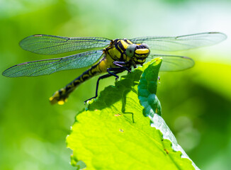 dragonfly on a green leaf in summer near the river