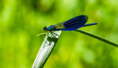 dragonfly on a green leaf in summer near the river